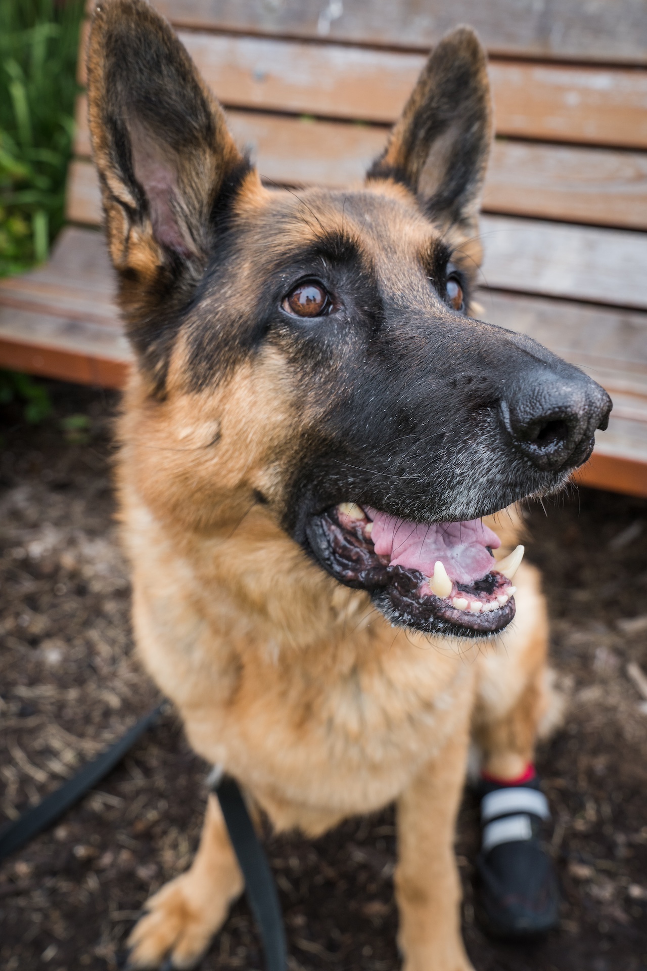 German store shepherd rehabilitation